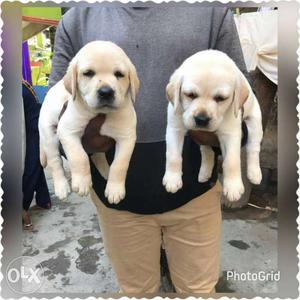 No 1 quality labrador puppies male at  Female