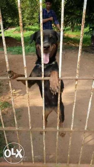 One year old female champian linage rottweiler