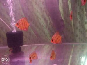 Orange-and-red School Of Fish
