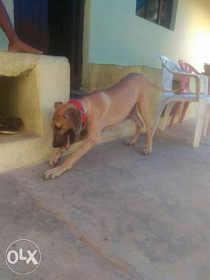 Original gradan 8month dog