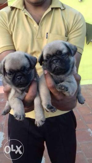 Original pics attached show qulaity compact size pug puppies