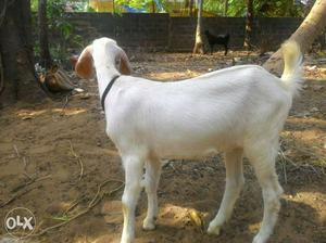 Osmanabadi female goat three month old