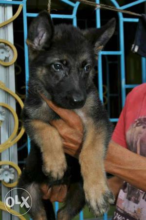 Out standing Gsd female