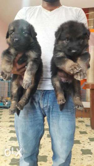 Outstanding Double coat Gsd 'labra puppies