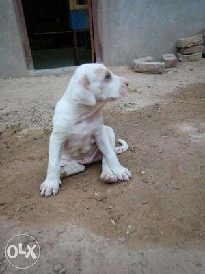 Pakistani bully pup top quality mother pak import