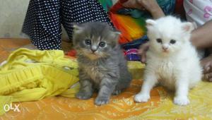 Persian Kittens available full active and healthy