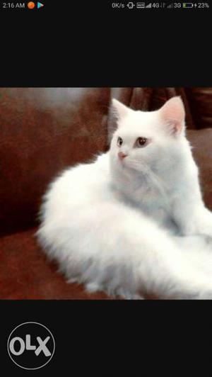 Persian cat female for sale