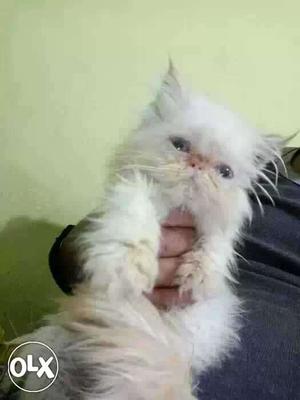Persian cat kitten available