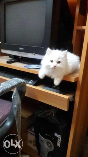 Persian cat, kitten for sale, healthy and litter