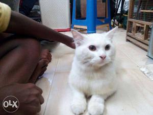Persian kitten male snow white color 6months old