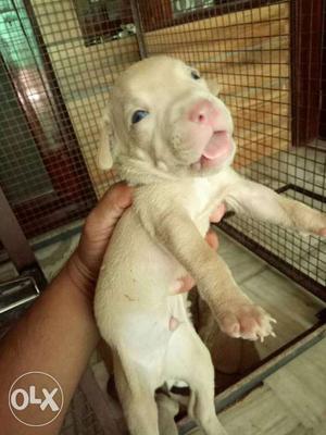 Pit Bull Puppies For Sale Heavy Bone And Punching