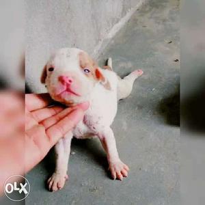 Pitbull brown and white colur and Red nose pure
