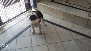 Pitbull female pup 2.5 month age full healthy 1st