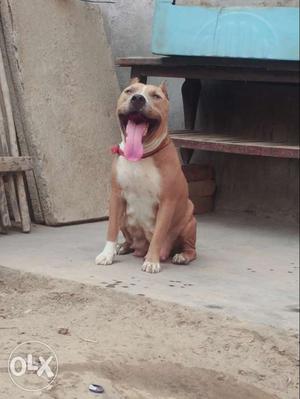Pitbull female sale or exchange with german