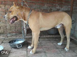 Pittbull dog male sell age 13 month