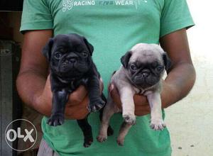 Play full pug pups for salll 100%pour breed