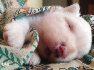 Pomeranian dog,female,white colour,20 days ago