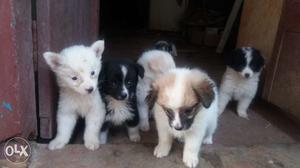 Pomeranian variety cute puppies
