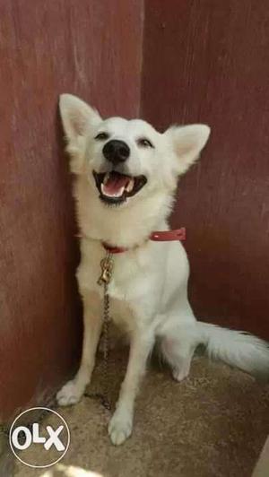 Pommerian puppy is sale 1year old female and