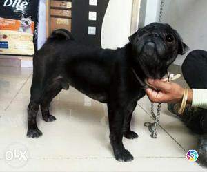 Pug Mel for sell only .. tody...