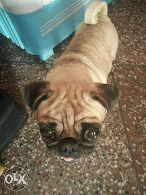 Pug female maited 10 days top quality male see