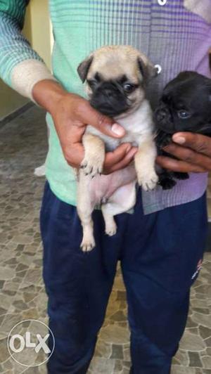 Pug female puppy for sale. for more details call