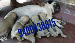 Pug male and female puppies for sale pure breed