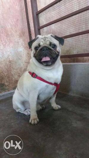 Pug male for matting age 2yrs old anybody