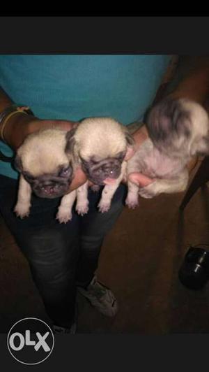 Pug puppy for sale