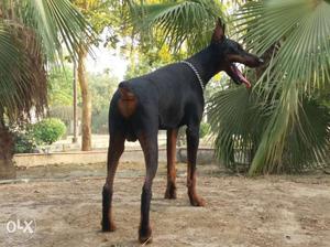 Pure European male doberman is available for