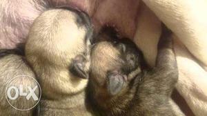 Pure bread pug puppies,germn,boxer female
