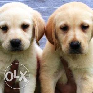 Pure breeds labrador pups available