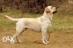 Pure labrador male for urgently Sale 2 year old age