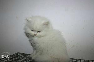 Pure lineage Persians available