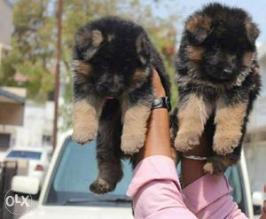 Pure long coat German Shepherd puppies