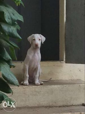 Rajapalayam female puppy available for sale