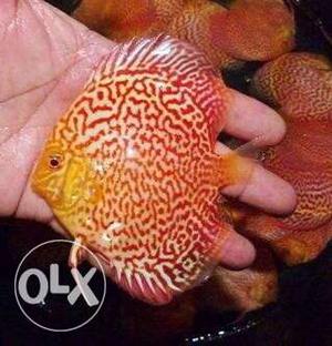 Red And Yellow Discus Fish