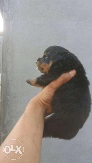 Rot wiler heavy bone male available