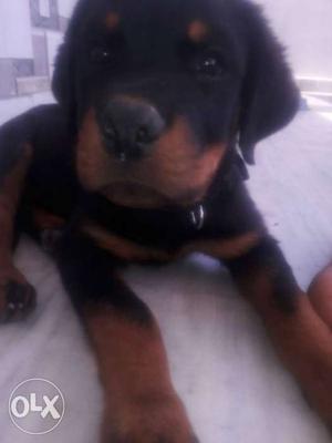 Rottweiler dog 2.5 month only