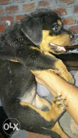 Rottweiler female puppies available security