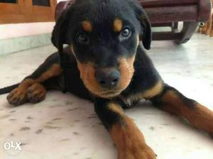 Rottweiler female puppy sale or exchange with st