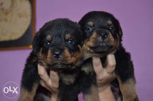 Rottweiler havey Born pappy Healthy and active