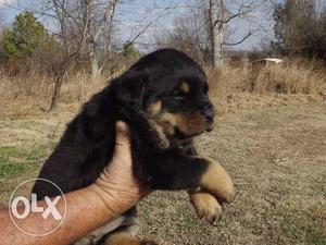 Rottwiler's kennel offering top quality Rottweiler puppies
