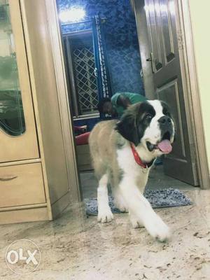Saint Bernard puppy for sale 2 month old in male