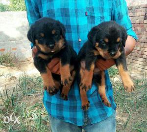 Security dogs rottweiler "St.bernard puppies