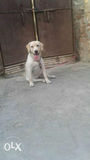 Sell and Exchange Top quality lab female 5 month
