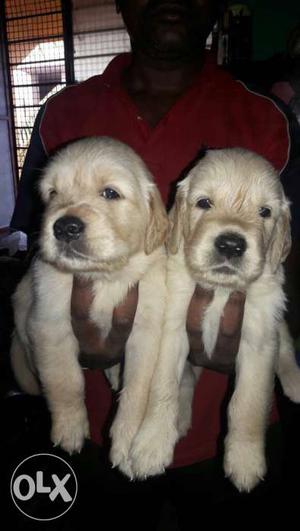 Show quality Goldanretriver male puppies