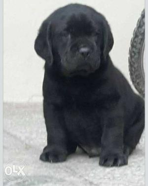 Show quality black Labrador male puppies