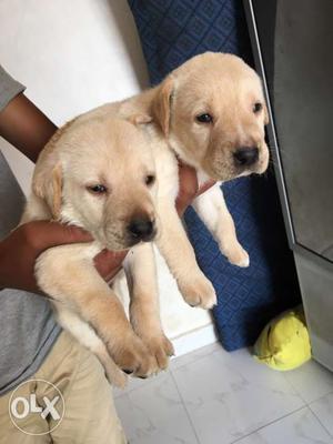 Show quality lab puppies available for best price