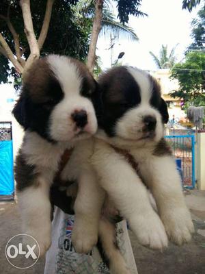 St. Bernard puppies for sale